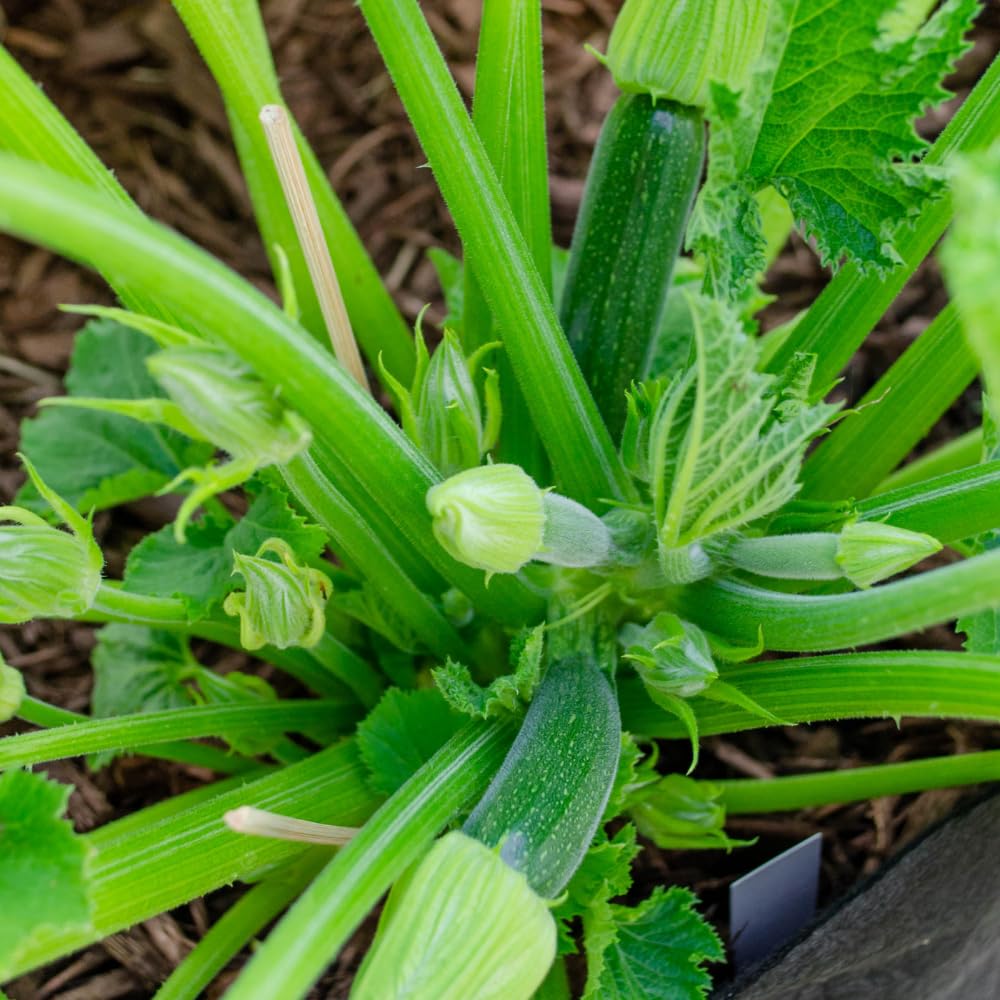 2 Green Zucchini Plants, Green Summer Squash in 4 Inch Pots - 4-6 Inch Tall Live Vegetable Garden Plants