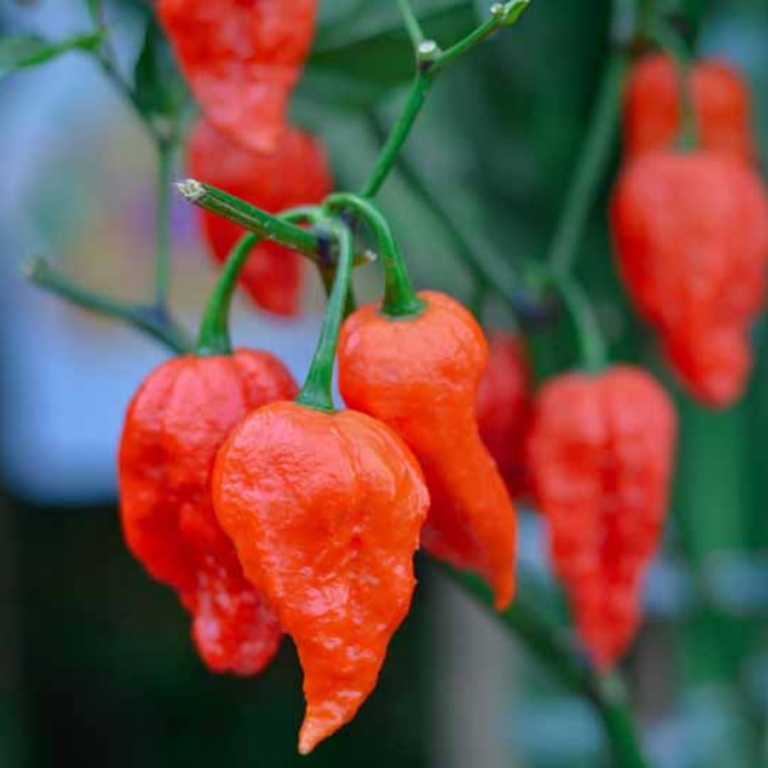 Bhut Jolokia Chile Ghost Pepper Plant Live in 2.5 Inch Pot for Planting Outdoor