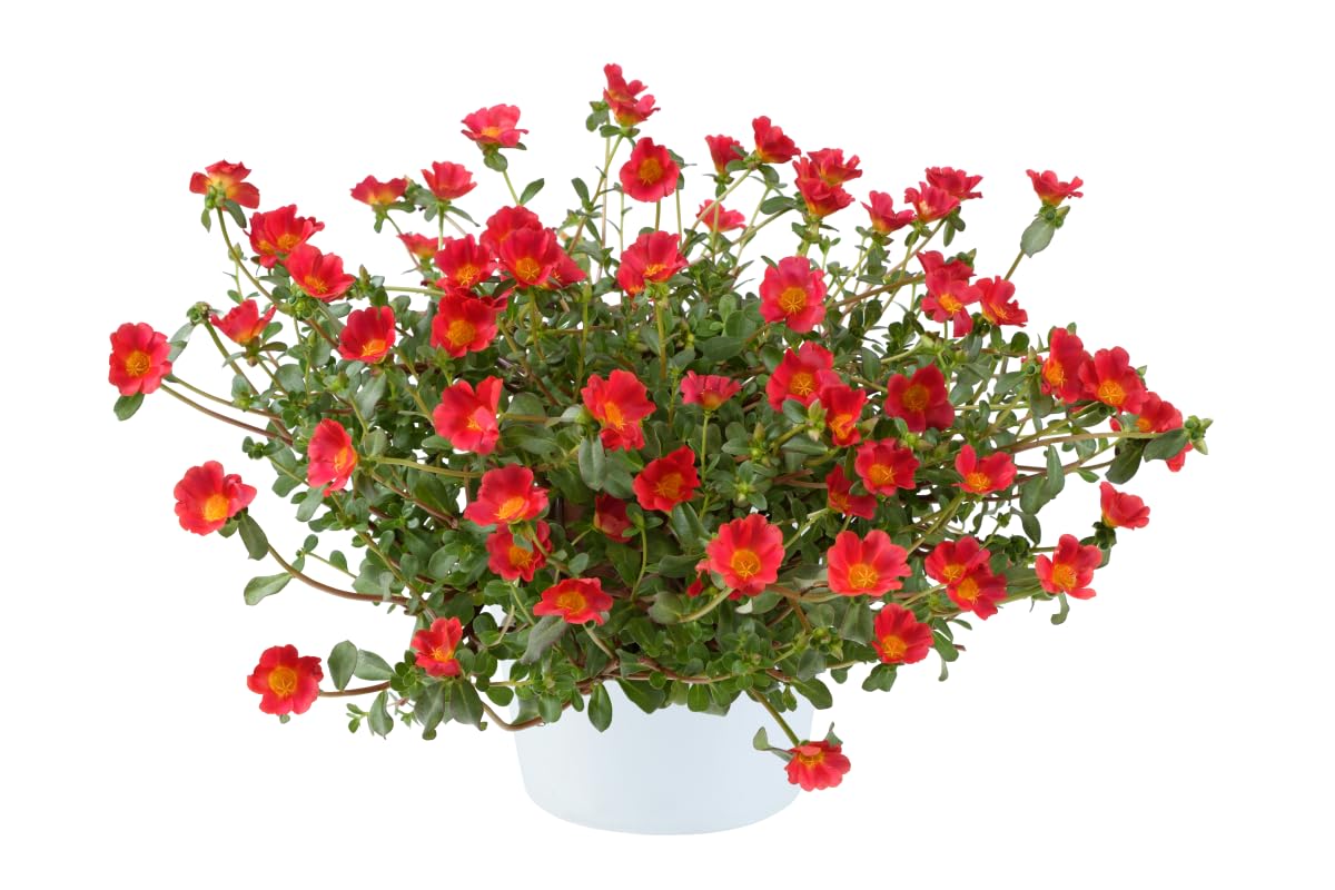 Red Flare Portulaca Live Plants | Pack of 2 (Two) | 5-9" Tall | Moss Rose Purslane | Drought Tolerant Trailing Succulent for Hanging Baskets & Rock Gardens | Intense Scarlet Blooms