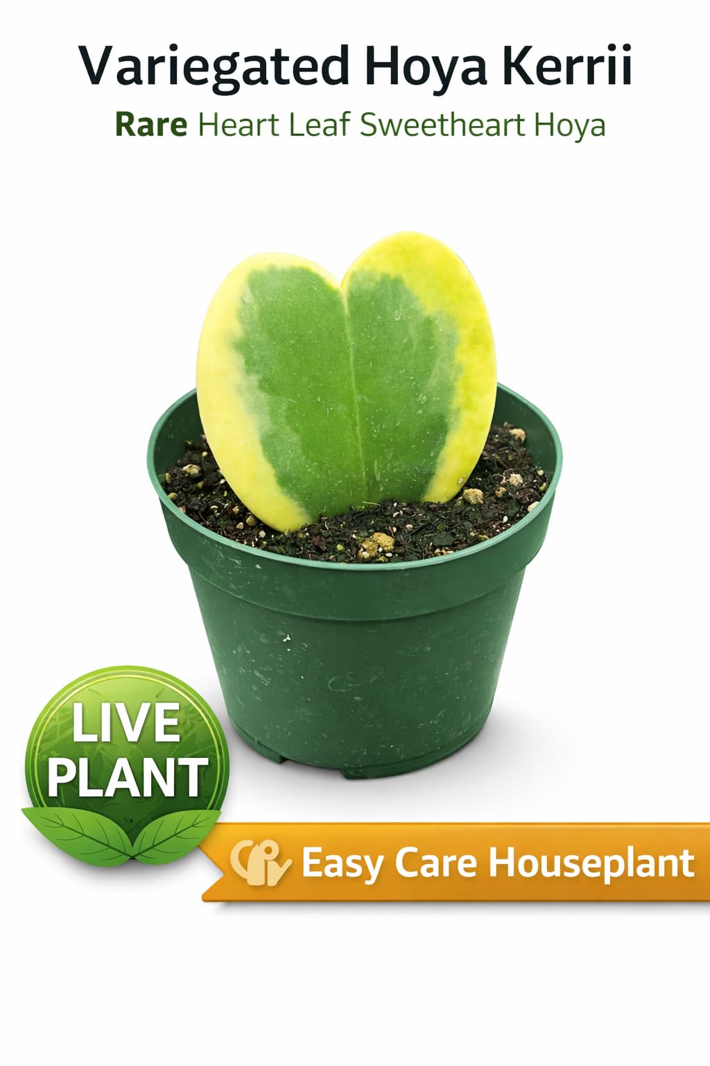 Hoya Kerrii Variegata Live Plant β Rare Variegated Sweetheart Hoya with Heart-Shaped Leaves, Easy Care Indoor Houseplant, Collector Tropical Plant