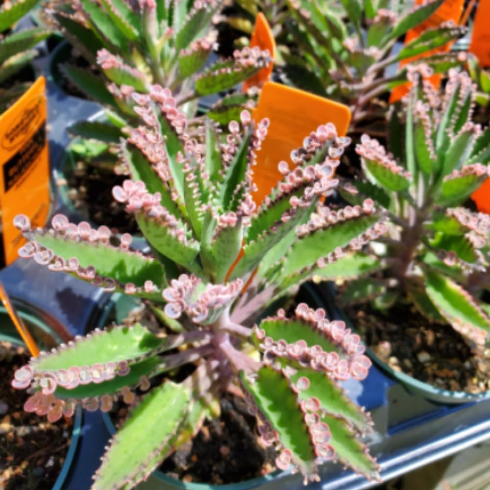 Kalanchoe Pink Butterfly, Pink Kalanchoe Plant Live in 2 Inches Pot, Mother of Thousands Variegated Succulent Live Houseplant
