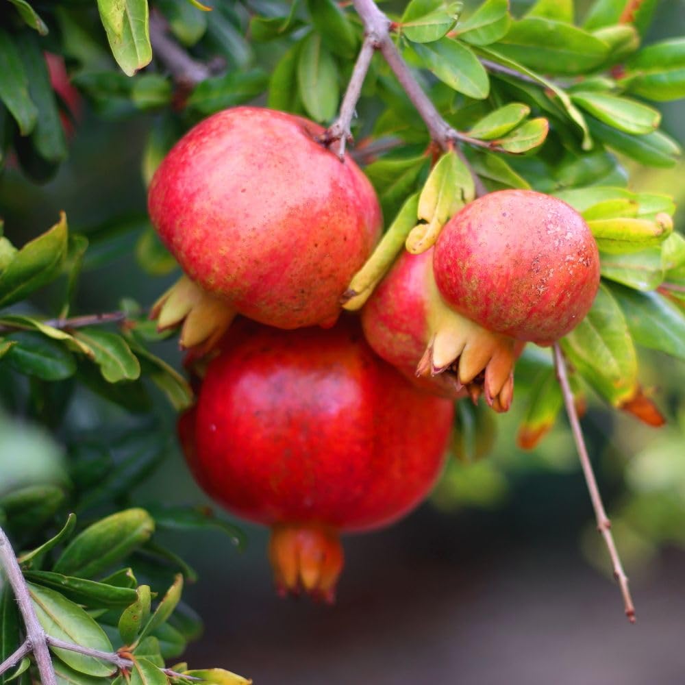 Hardy Pomegranate Live Plant for Planting, 3 Gallon Pot, Tropical Pomegranate Tree 2 to 3 Feet Tall, No Ship to CA