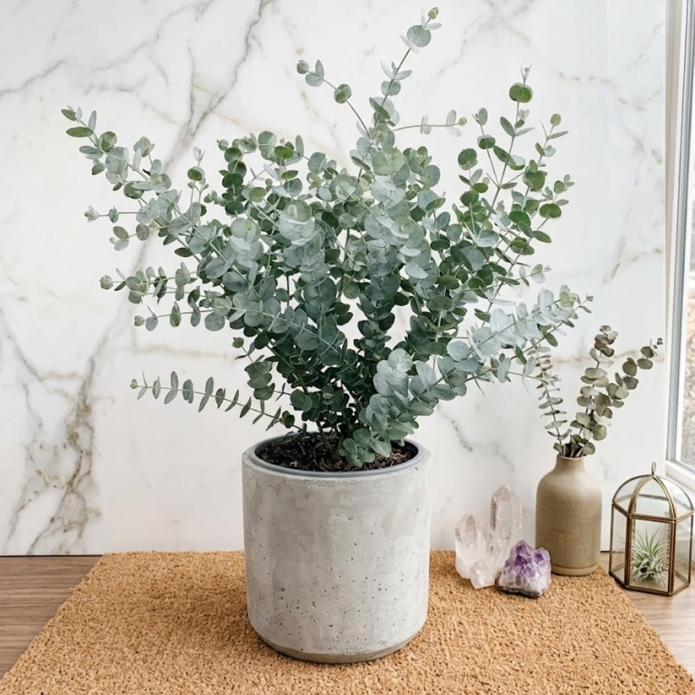 Silver Dollar Eucalyptus Plant Live, 4 Inch Tall Bare Root Seedlings, Eucalyptus Cinerea Aromatic Evergreen, Silvery Foliage for Home and Garden