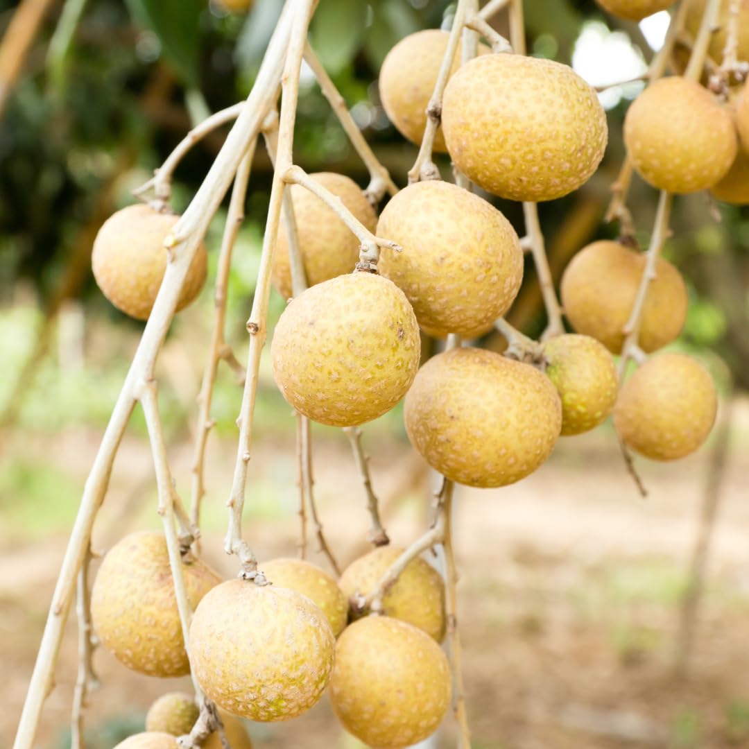 Longan Fruit Tree Live Plant, Sweet Tropical Longan Tree, 3–4 Ft Tall in 3 Gallon Pot, Ready for Outdoor Growing, No Ship to CA