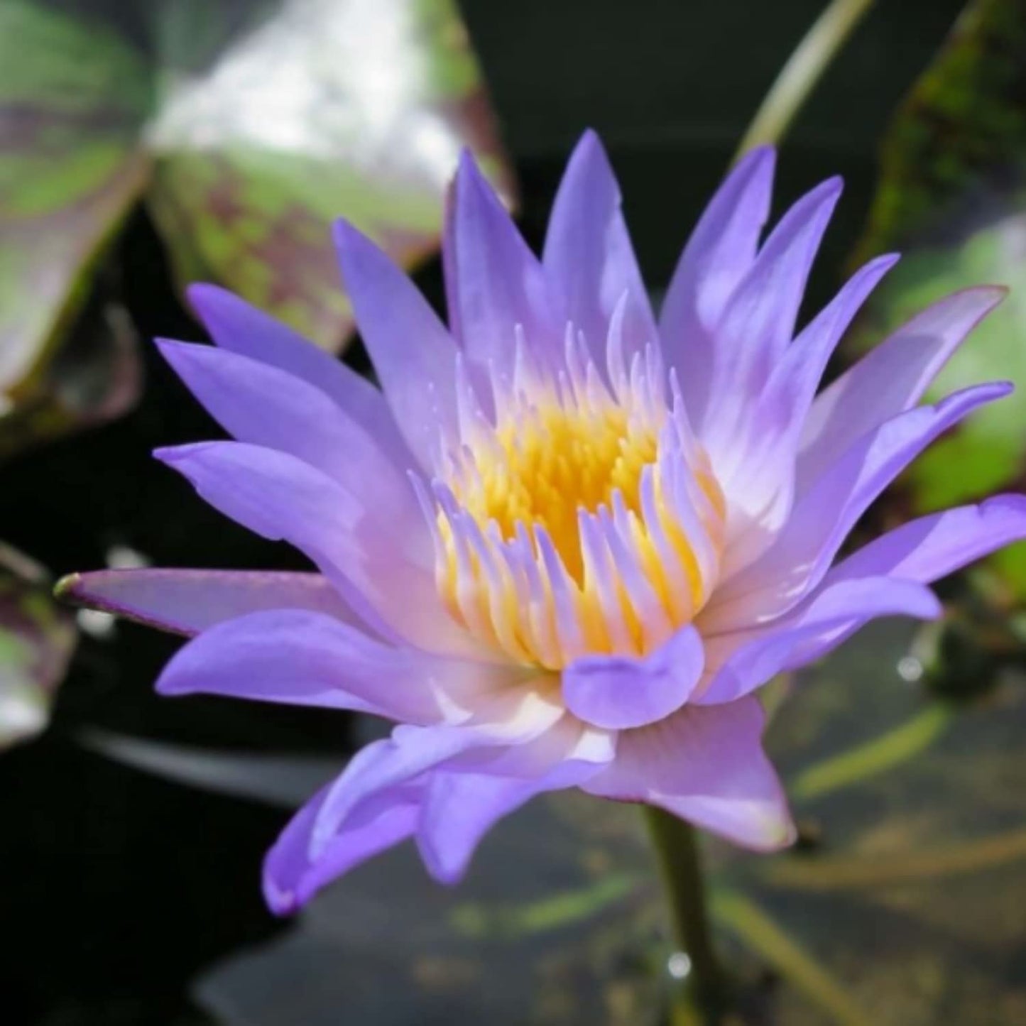 Mainam Blue Nymphaea Geena Live Aquarium Plant Tropical Water Lilies Tuber for Freshwater Fish Pond Balcony