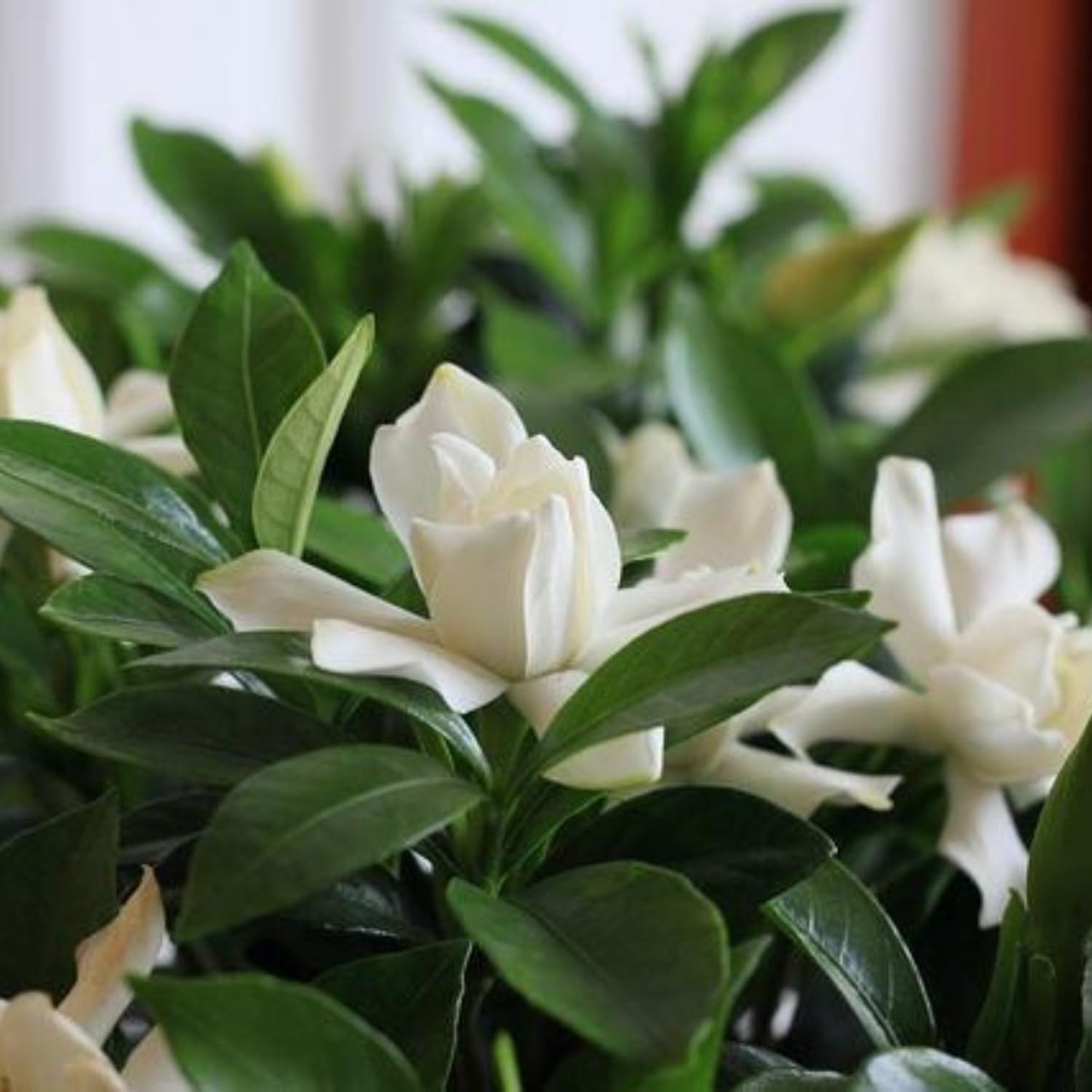 Jasmine Plant, Fragrant Jasmine Flower Vine 4-8 Inches Well Rooted for Container, Hanging Basket Growing (Frostproof Cape)