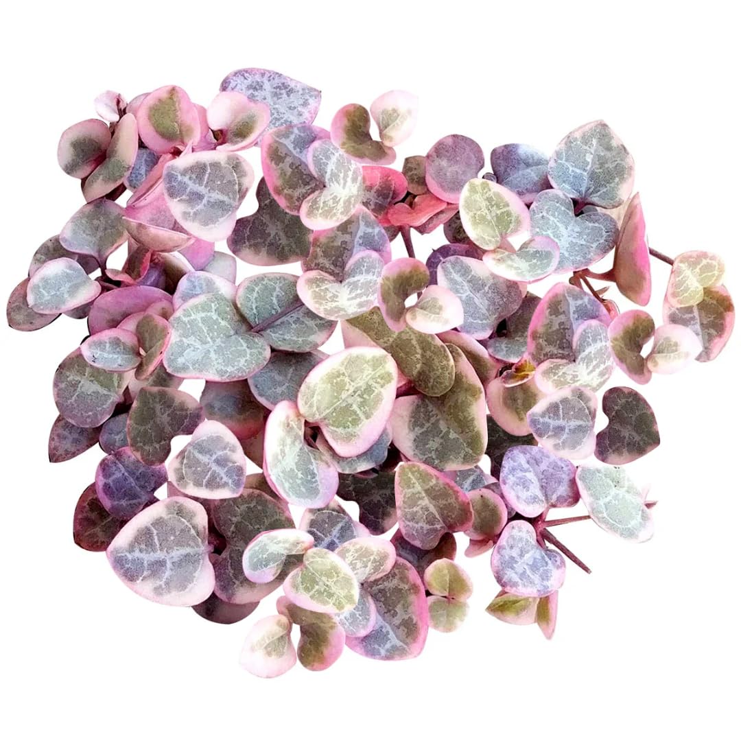 Variegated String of Hearts Live Plant in 4" Pot, Easy Indoor Hanging Succulent, Trailing Houseplant Indoor Outdoor, Easy to Root