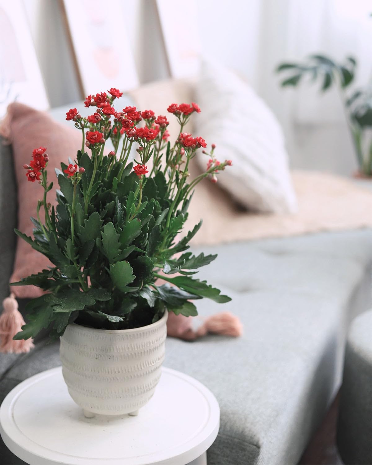 Live Indoor Flowering Houseplants, Red Kalanchoe blossfeldiana Flaming Katy in 4" Grower Pot, Easy Care Houseplants, Live Plants for Home and Office Decor