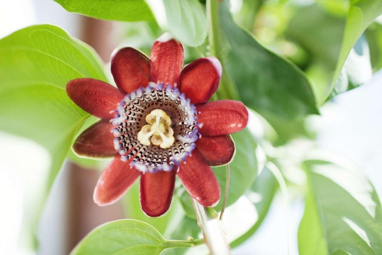Live Plant - Passion Fruit Live Fruit Plant 1โ-2โ