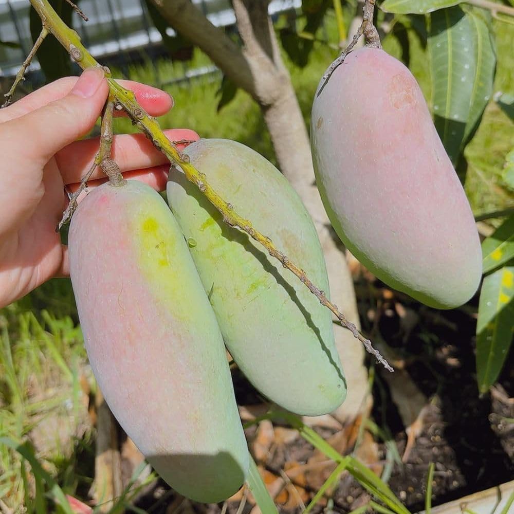 Long Mango Tree 2-3ft Tall in 3 Gallon Pot for Outdoor Planting, Mango Plant Live, High Yield Tropical Fruit Tree, No Ship to CA