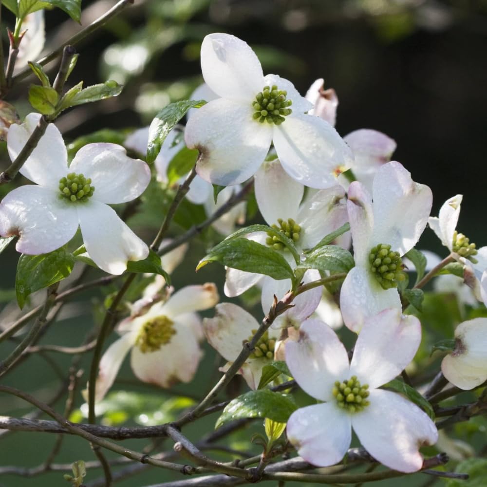 White Dogwood Tree Live Plant, Flowering Ornamental Tree for Growing, 8-14 Inch Tall, in Quart Pot