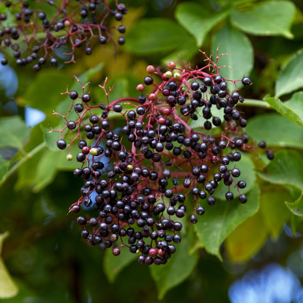 2 Elderberry Plants Live for Planting, Quart Pot Elderberry Bush, Fast Growing, White Flowering Shrub with Dark Berries, Ideal for Garden & Landscape