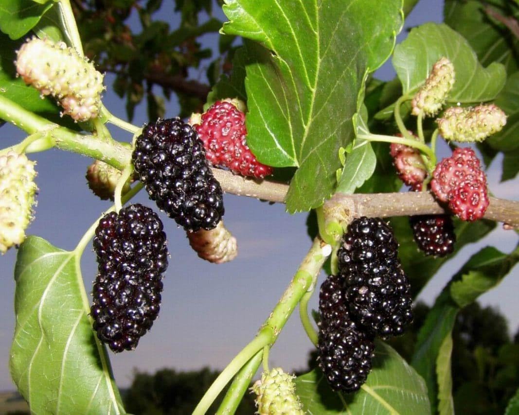 Dwarf Everbearing Mulberry Tree | Morus nigra Live Plant 6-7 inches Tall in a 2.5 inch Tall Cup