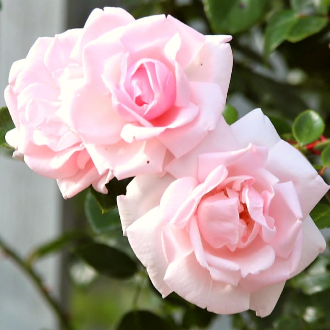 Climbing Roses Live Plants, Fragrant Climber Rose for Garden, 4 to 10 Inches Tall, Hybrid Tea Roses Bushes, Establish Root, Cut Back (Light Pink Rose)