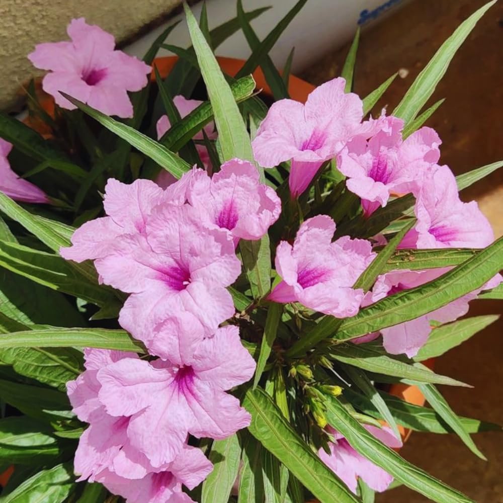 Set 3 of Mix Mexican Petunia Live Plants, Petunia Flower Plants Live Shrub Plant
