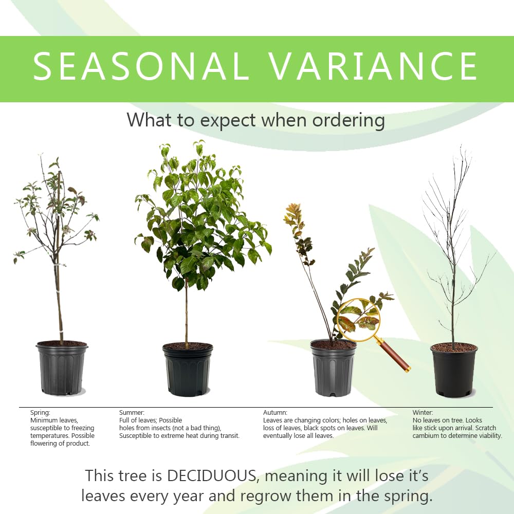 Bartlett Pear Tree, Delicious, Classic Choice, Sweet and Juicy Fruit, 1-2 ft Tree Height, 1 gal Nursery Pot (Due to Agricultural Laws, we Cannot Ship to CA, AZ, AK, or HI)