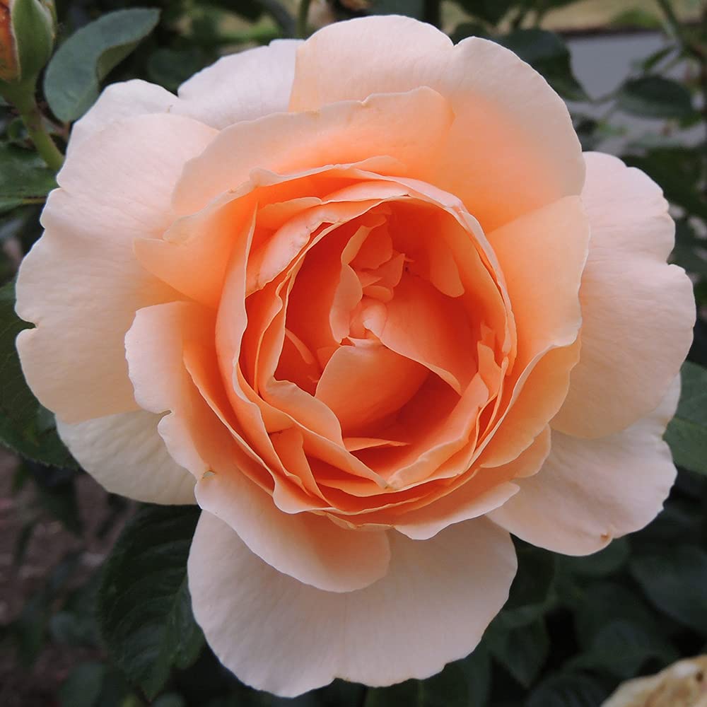 Heirloom Roses Rose Plant - Abbaye de Cluny® Apricot Rose Bush, Shrub Live Plant for Planting Outdoors