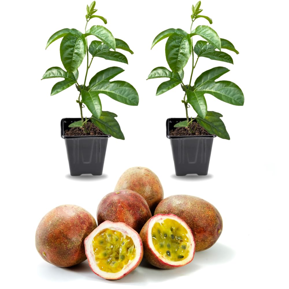 2 High Yield Passion Fruit Plants Live, Cold Hardy Climbing Passion Vine Tree Live Plant for Outdoor Growing, 5-9" in Tall, Fast Growing Perennial Sweet and Edible Fruits