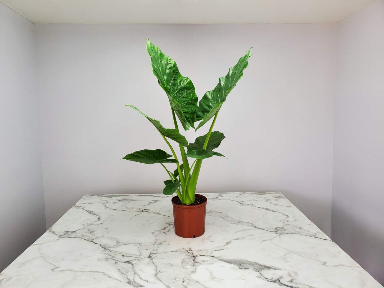 Tropical Plants of Florida Alocasia Borneo Giant Live Plant 3 Gallon 10 Inch Nursery Pot, 36 to 44 Inch Tall Elephant Ear Plant, Large Tropical Indoor Outdoor Foliage