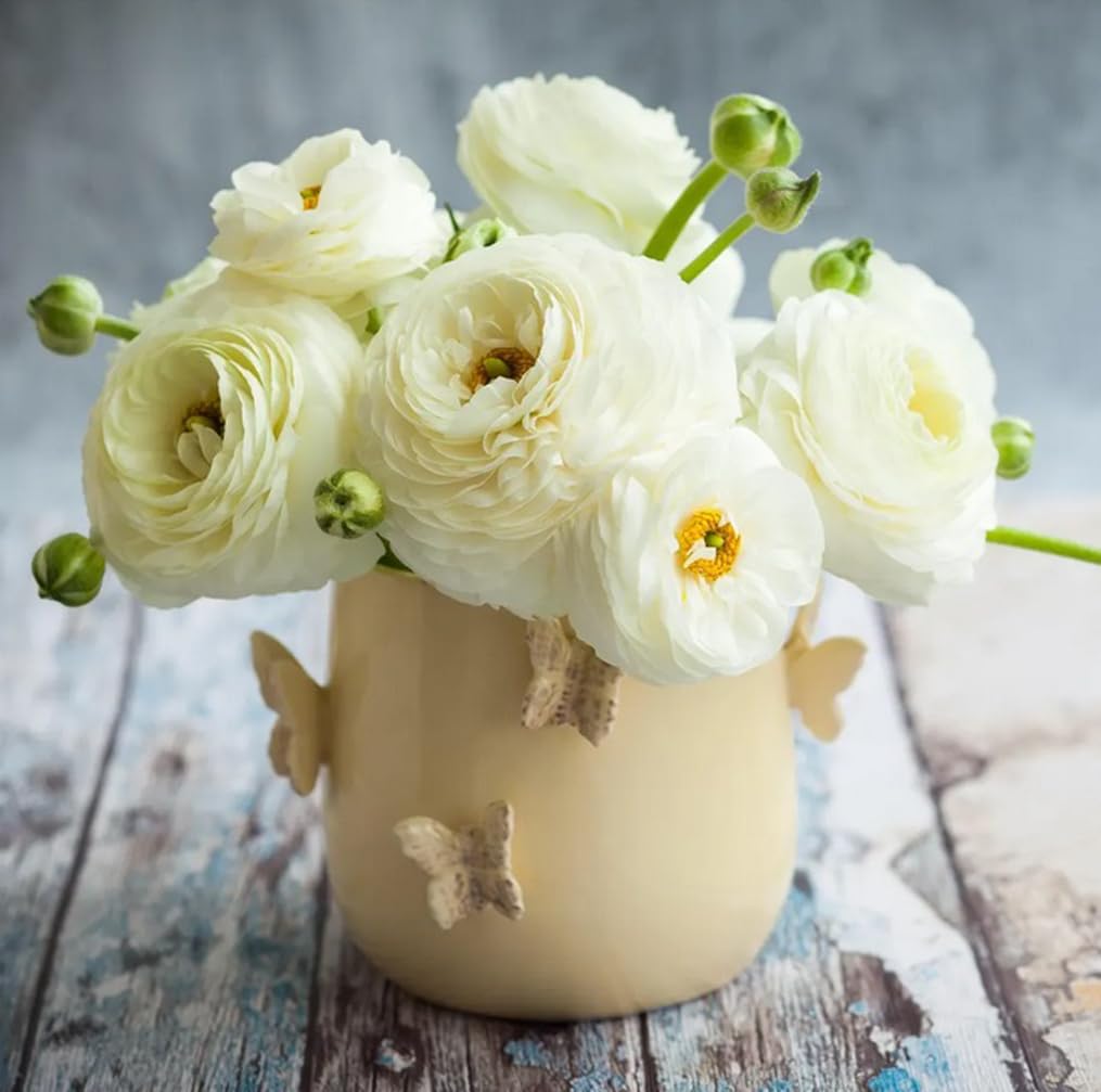 10pcs White Ranunculus Bulbs Fall Planting for Spring Blooms Easily Grown Flower Bulbs