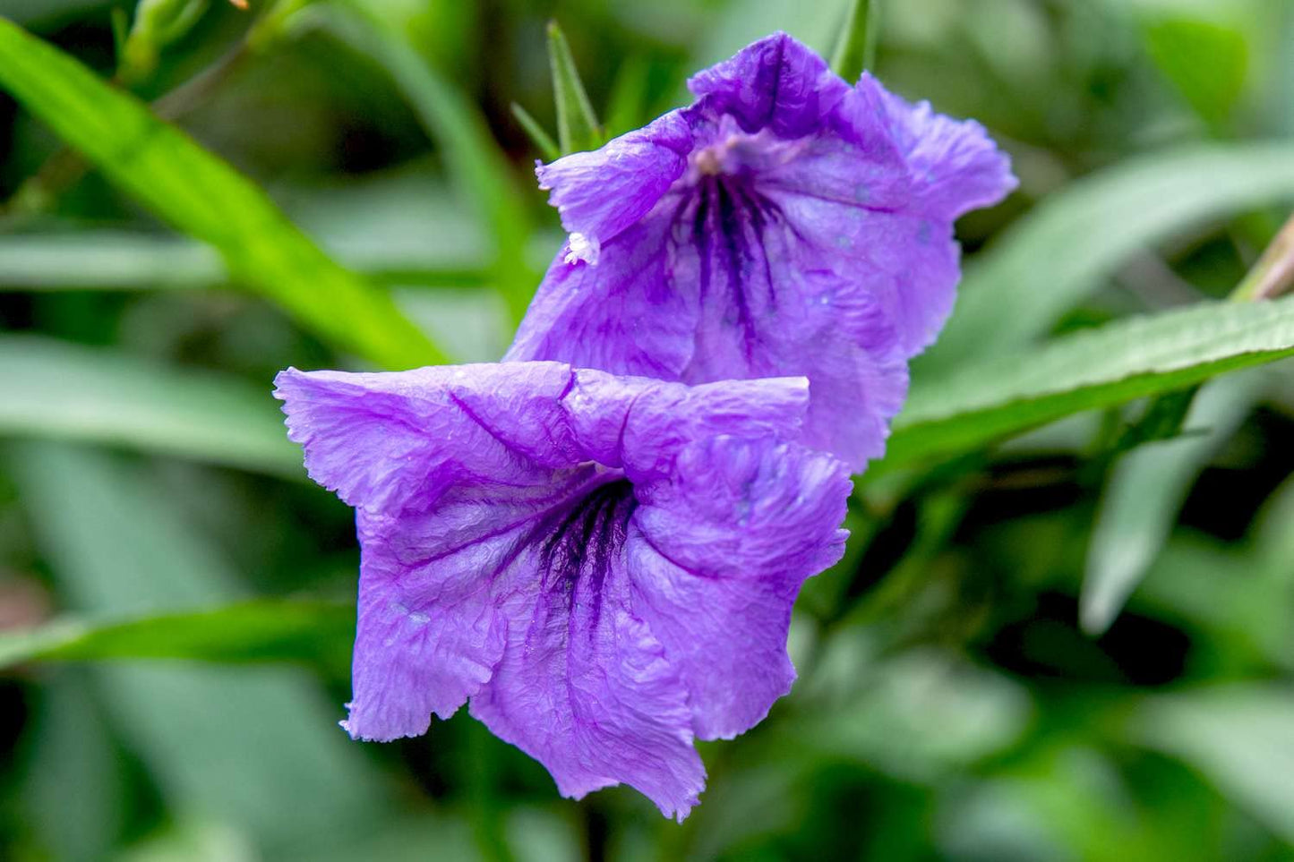 6 Purple Mexican Petunia Plant Live, Planting Ornaments Garden Perennials Simple to Grow Pots Gift