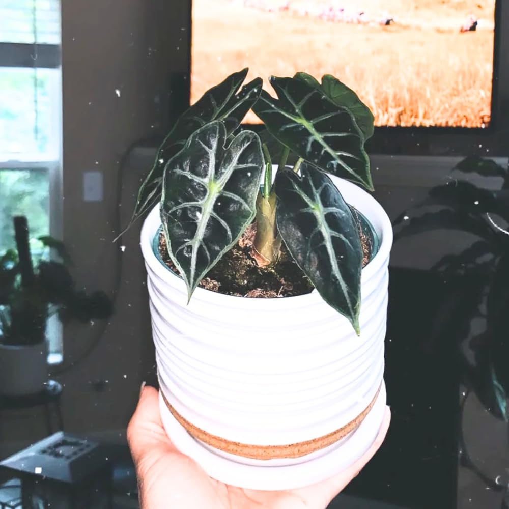 Alocasia Live Plant, Tropical Plant for Gift or Home Office Decor, Air Purifying, Rare Alocasia Plant Indoor from 2 to 4 Inches Tall (Deep Green)