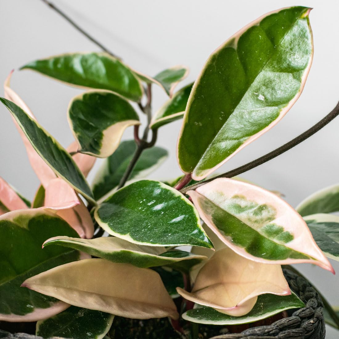 American Plant Exchange Hoya Krimson Queen, 8-Inch Hanging Basket, Flowering Indoor Houseplant, Live Wax Plant, Cascading Pink and White Foliage