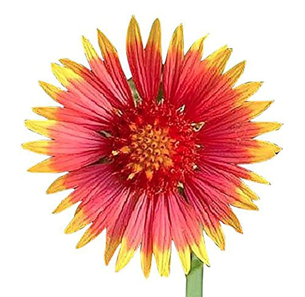 Indian Blanket Flower - Gaillardia - Source of Nectar for Monarch Butterflies - Approximately 1.400 Seeds