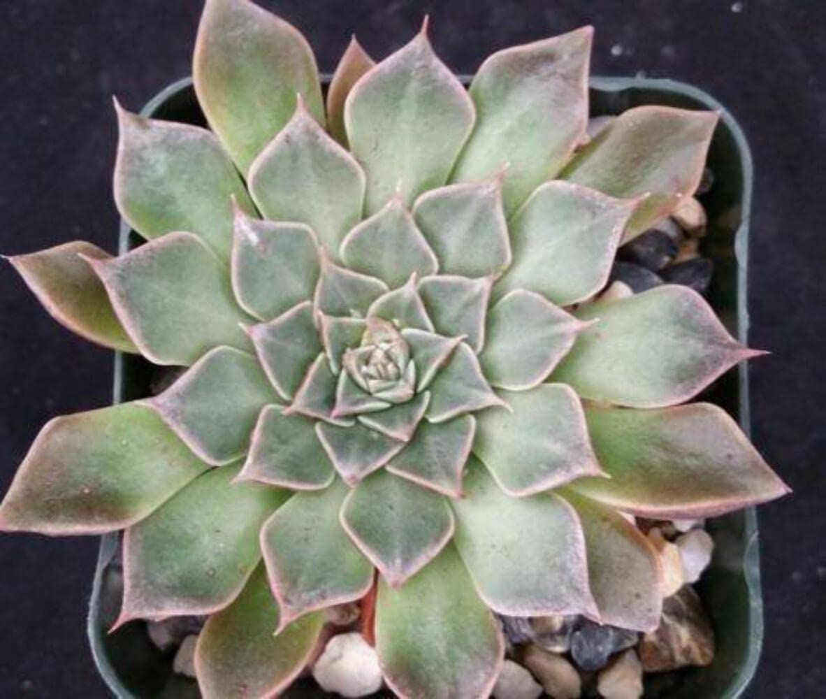 Graptopetalum Tacitus bellus Super Star Cacti Cactus Succulent Real Live Plant