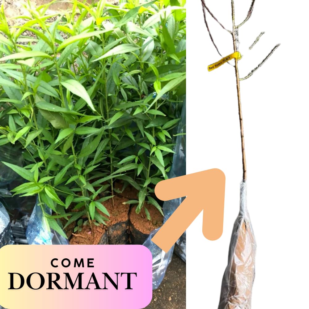 Grafted Peach Tree Live Plant, Well Rooted Peach Plant 1 Feet Tall for Planting Outdoor, Dormant, Ready to Bear Fruit Within 1-2 Years (Belle of Georgia)