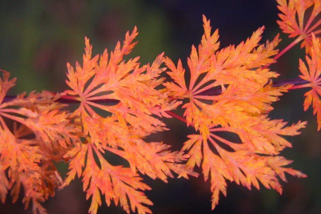 Green Snowflake Dwarf Weeping Japanese Maple 2 - Year Live Plant