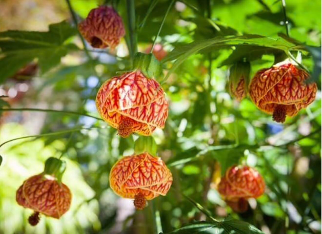 Live Plant - Tiger Eye Abutilon Flowering Maple Small Rooted Starter Plant