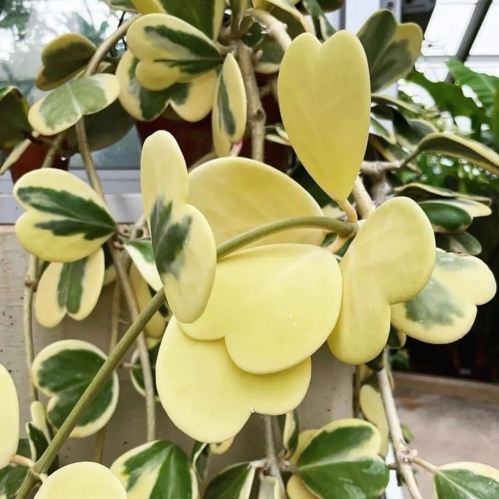 Variegated Hoya Kerrii Live Plant - Pack of 2 Pots, Each Plant in 4 Inch Pot, Hardy Vine Hoya Plants Live Houseplants