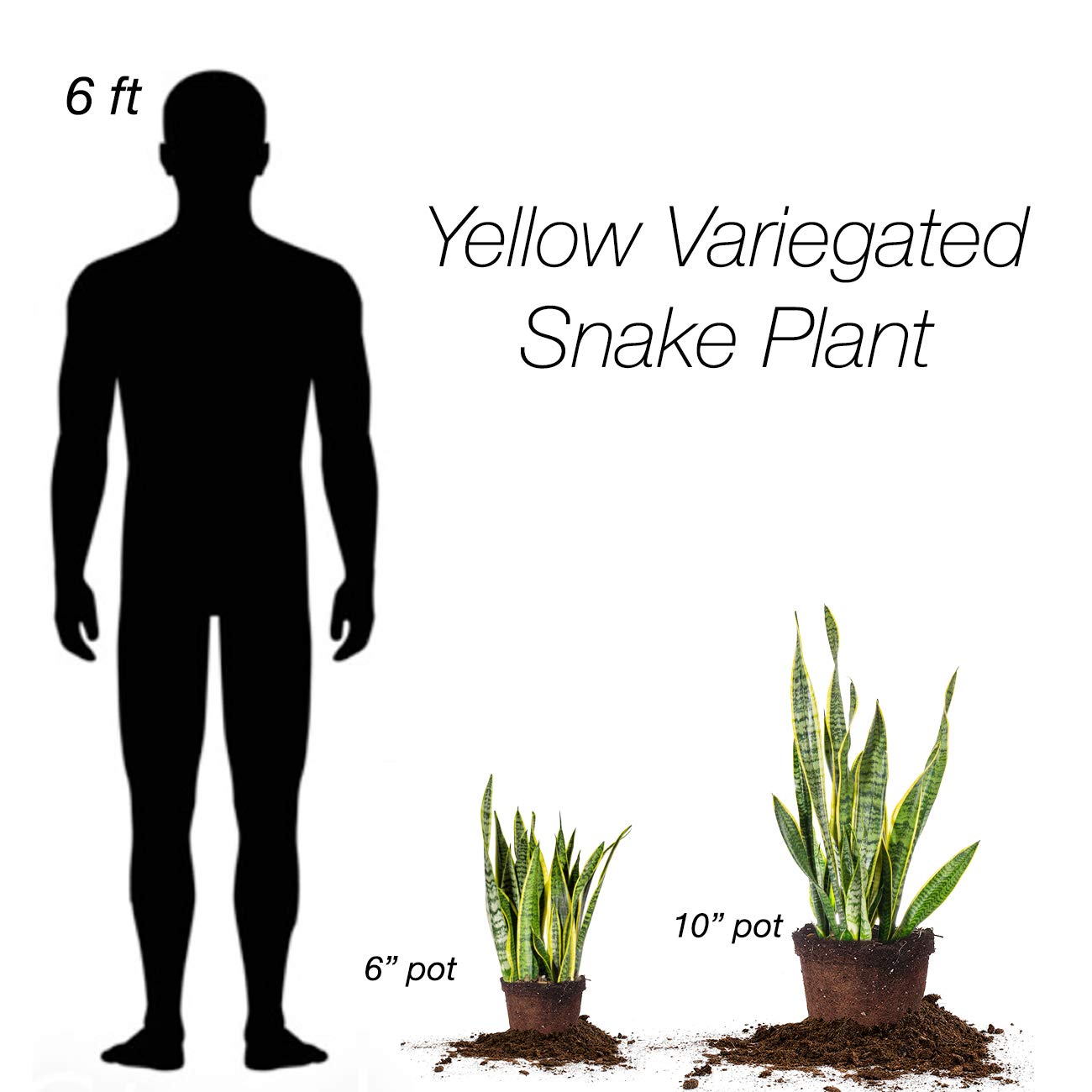 Perfect Plants Snake Plant Sansevieria Trifasciata Laurentii 16in Tall | Easy Care Houseplant | Perfect for Low to Bright Light Conditions, 6 in Grower's Pot