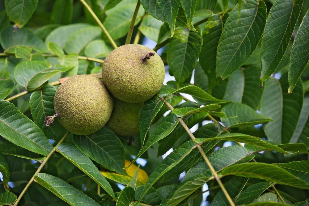 2 Black Walnut Tree Seeds for Planting - Juglans nigra - Grow for Highly Valued Lumber