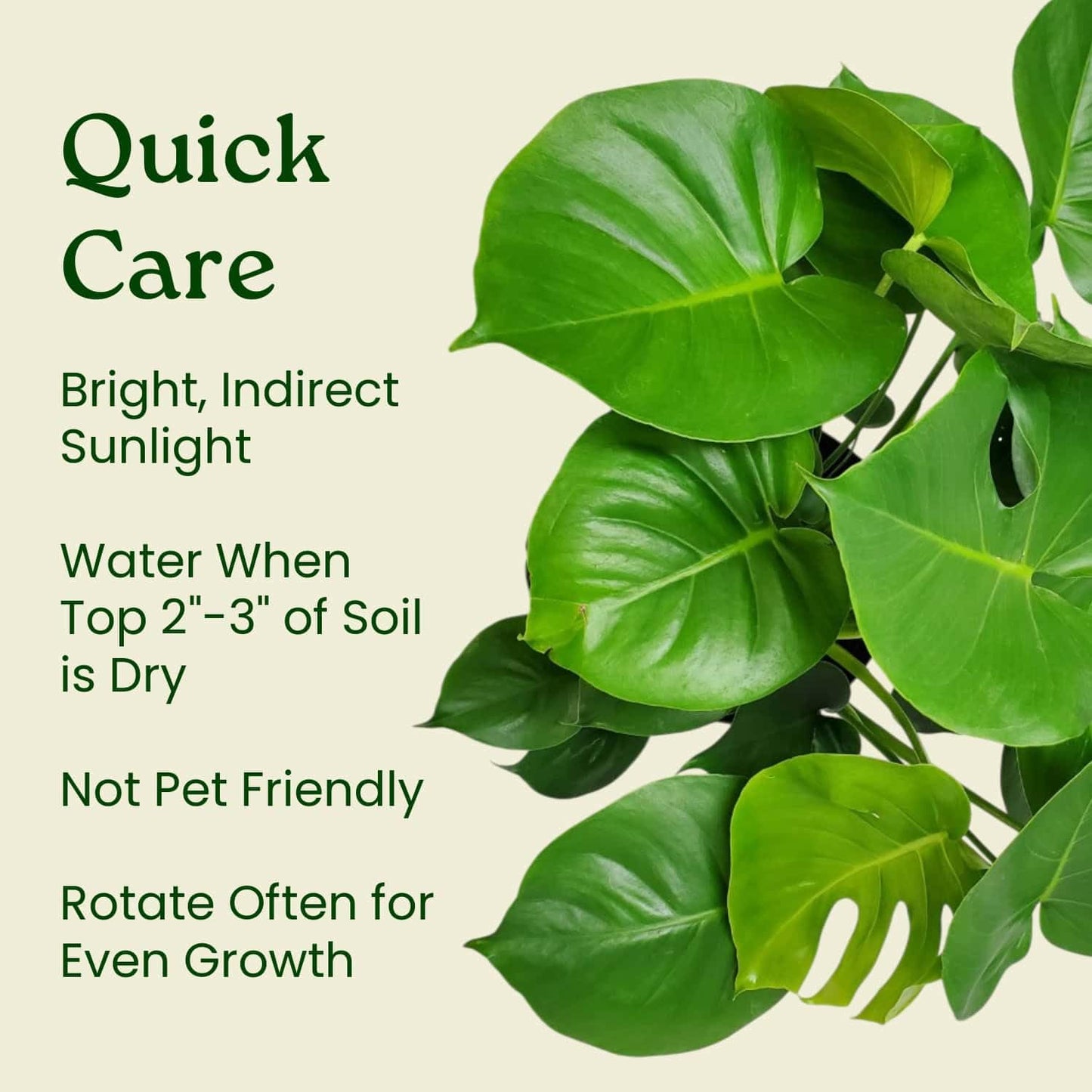 Monstera Deliciosa Plant - Swiss Cheese Split Leaf Philodendron Plant - Large Plant - Overall Height 24" to 28" - Tropical Plants of Florida
