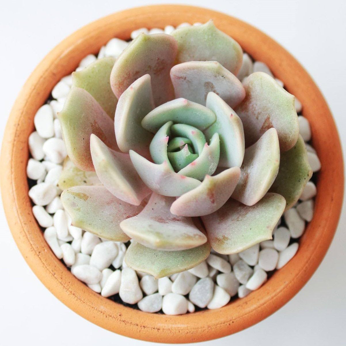Echeveria Lola Succulent - Rosette Succulents 2 inch - Low Maintenance Indoor Live Plants, Floral Shaped Succulents Fully Rooted for Arrangements, Decor & DIY Projects