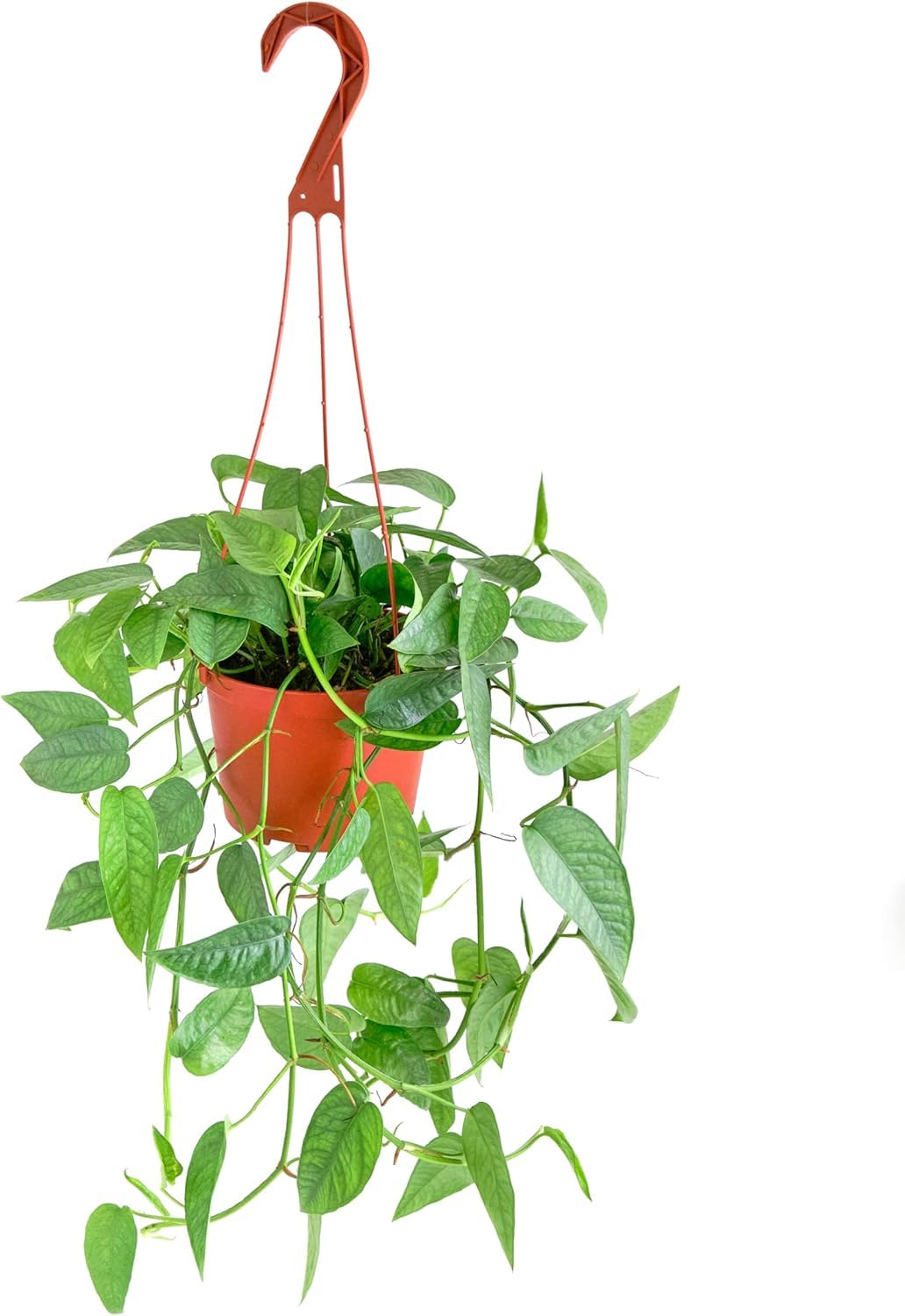 Shop Succulents Epipremnum Pinnatum Cebu Blue Hanging Plant, Live Indoor Plant, Easy Care Hanging Ivy Houseplant in Nursery Pot, Air Purifying Plant in Soil, Housewarming, Home Décor, Hanger Included