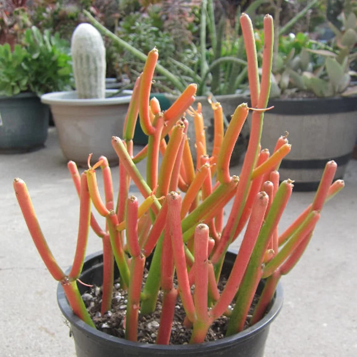 Exotic Color Pencil Cactus Euphorbia Tirucalli Succulent Fire Stick 4" Plant