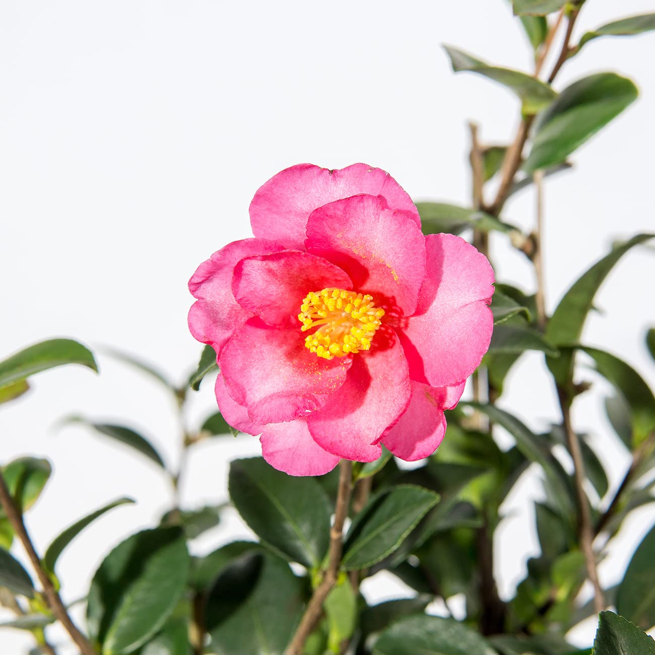 Perfect Plants Kanjiro Camellia Shrub 3 Gallon | Live Plant for Outdoor Planting | Hot Pink Flowers with Evergreen Foliage | Perfect for Sun or Shade Garden