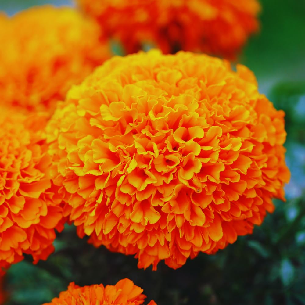 2 Live Marigold Plants for Outside, Orange Marigold Live Plants No Pot Perennial Blooming Flower Gardening, Zone 2 to 11