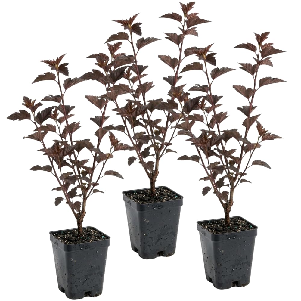 3 Ninebark Shrub Live Plant, 12-18 Inch Tall, Well-Rooted Starter 2.5 Inch Pot, Hardy Flowering Deciduous Plant for Backyard and Garden