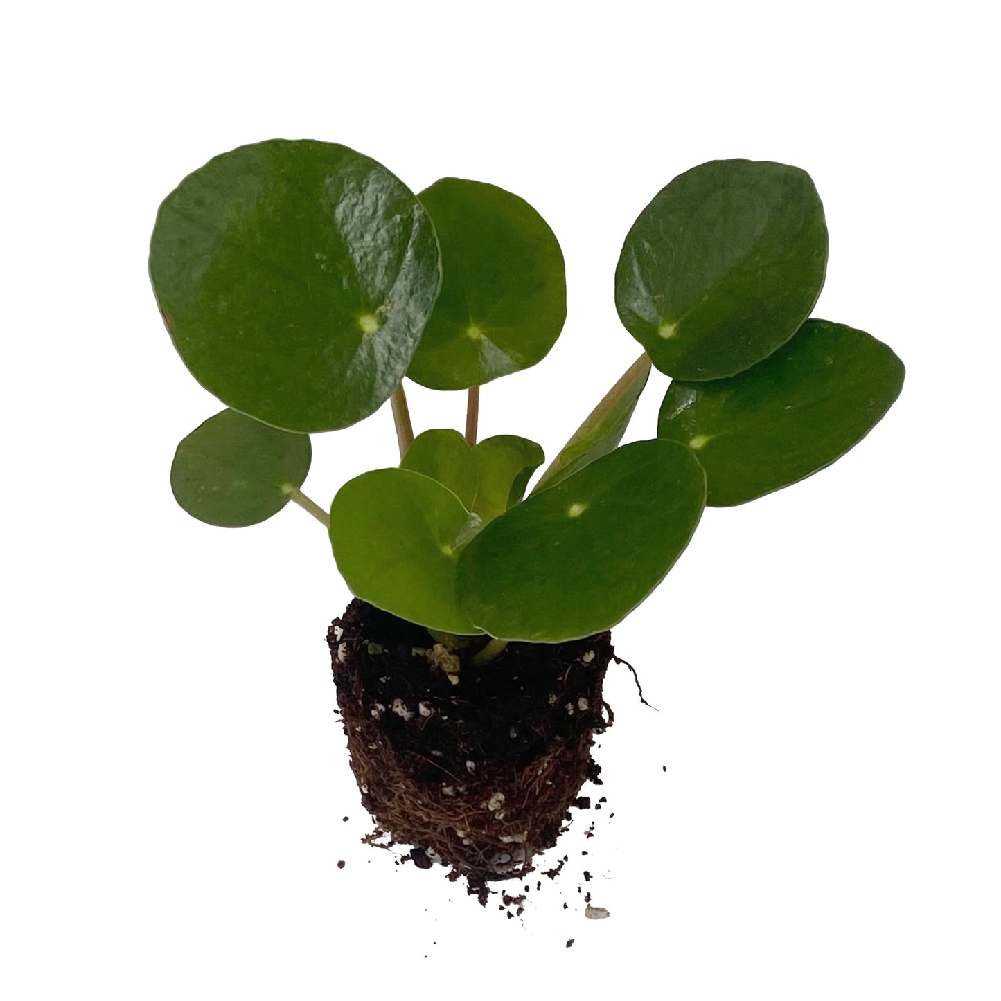 ragnaroc Chinese Money Plant Live – Chinese Money Tree – Pilea Peperomioides – 2” Plug Starter Plant – Easy Care Indoor House Plant – Unique Round Leaf Indoor Plant for Home & Office Decor