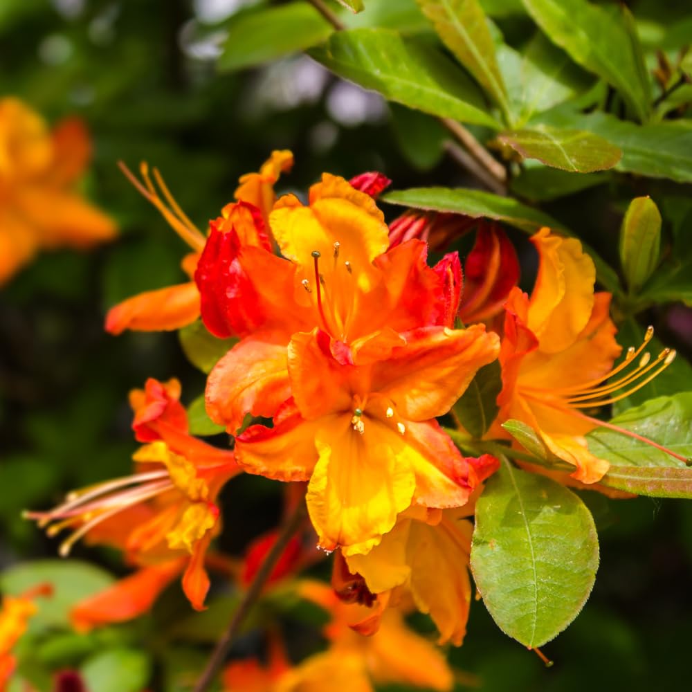 Azalea Live Plant, Live Azalea Plants, Flowering Shrub with Vibrant Red Blooms, 4-7 Inches Tall in 4 Inch Pot (Orange)