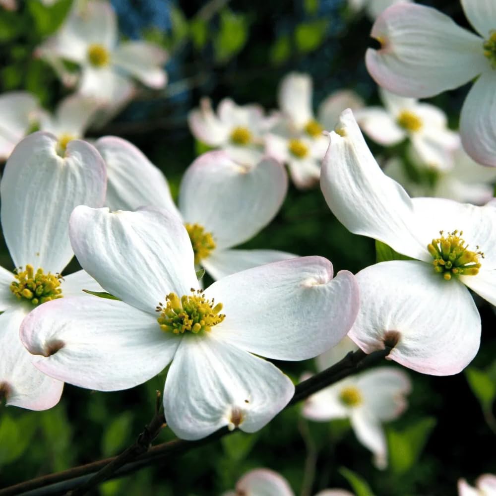 White Dogwood Tree, 8-14 Inch Tall, Quart Pot, Flowering Ornamental Tree for Outdoor Planting and Landscaping