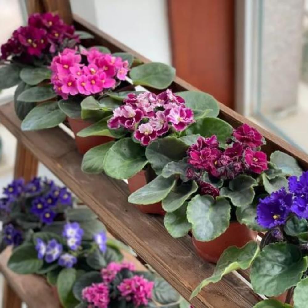 African Violets Live Plants, African Violet Plant Live House Plants, 4 Inc Potted, 4 to 6 Inc Long (Pink)