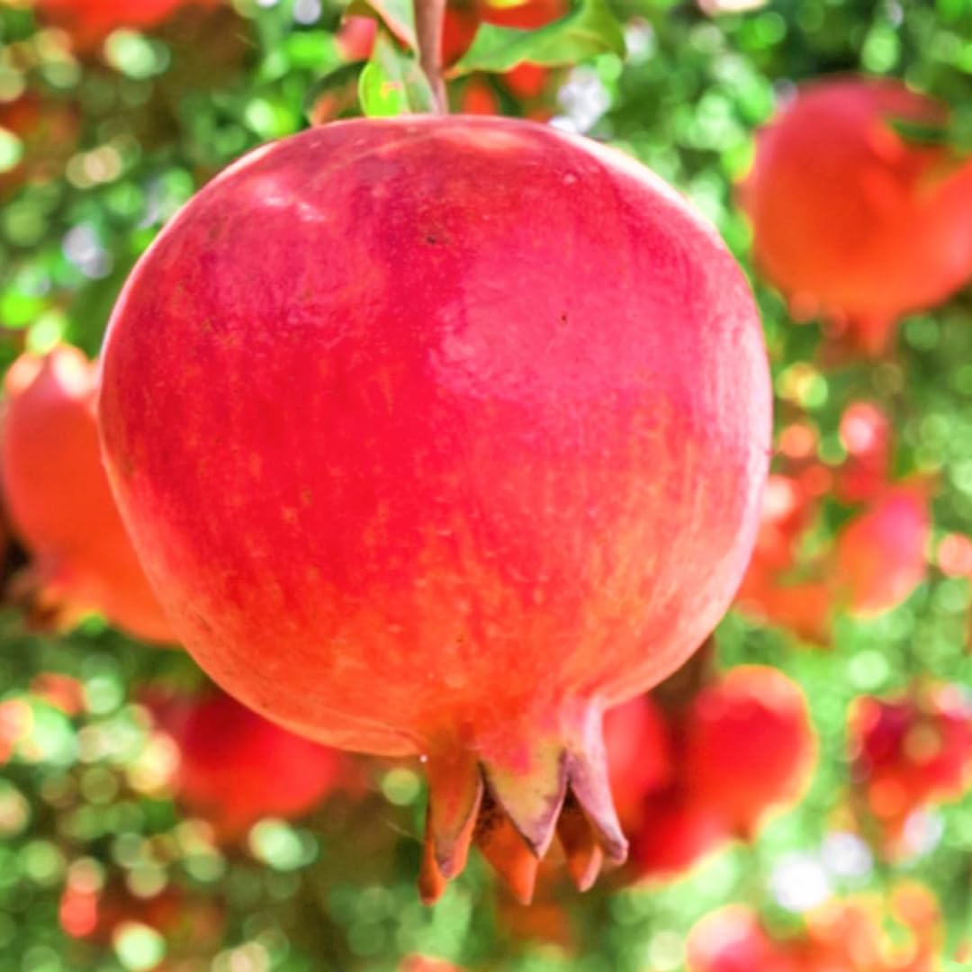 Red Pomegranate Tree Live Plant, Starter Size from 4 to 8 Inc, Sweet Fruit Tropical Plant, Cold Hardy, Spring Planting