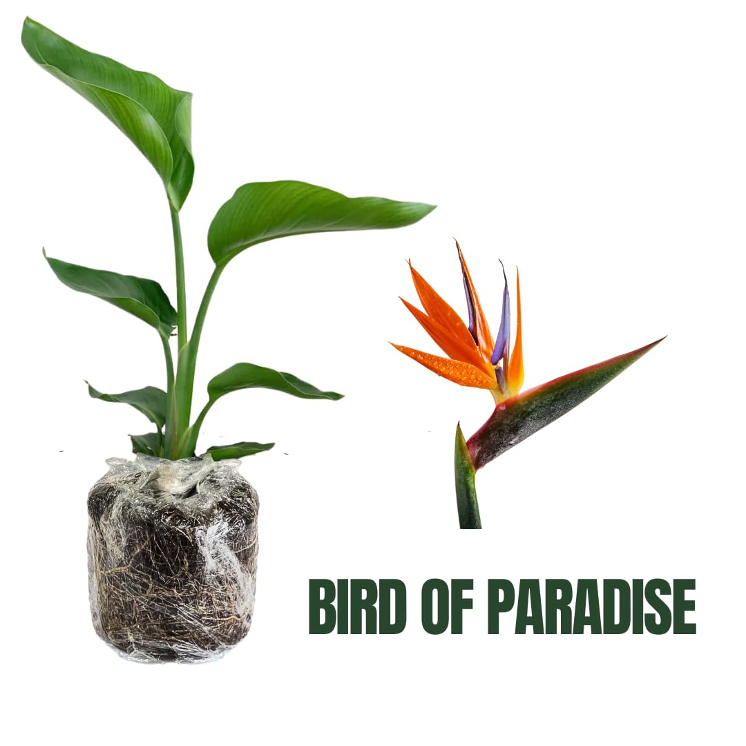 Bird of Paradise Plant Live, 5" to 12" Tall, Established Roots, Strelitzia Reginae Live Plant Houseplant Indoor Outdoor (Orange)