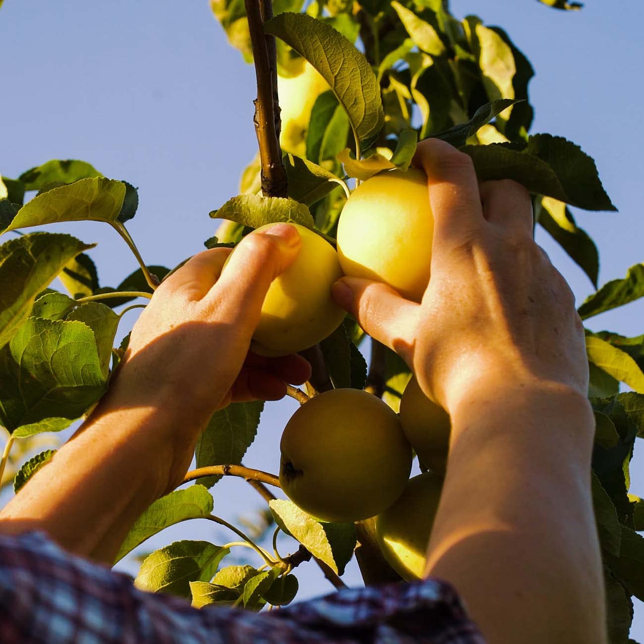 Perfect Plants Golden Delicious Apple Tree 1 Gallon | Live Fruit Trees for Outdoor Planting | Self Fertile & Easy to Grow | Sweet & Healthy Fruits Perfect for Home Gardens