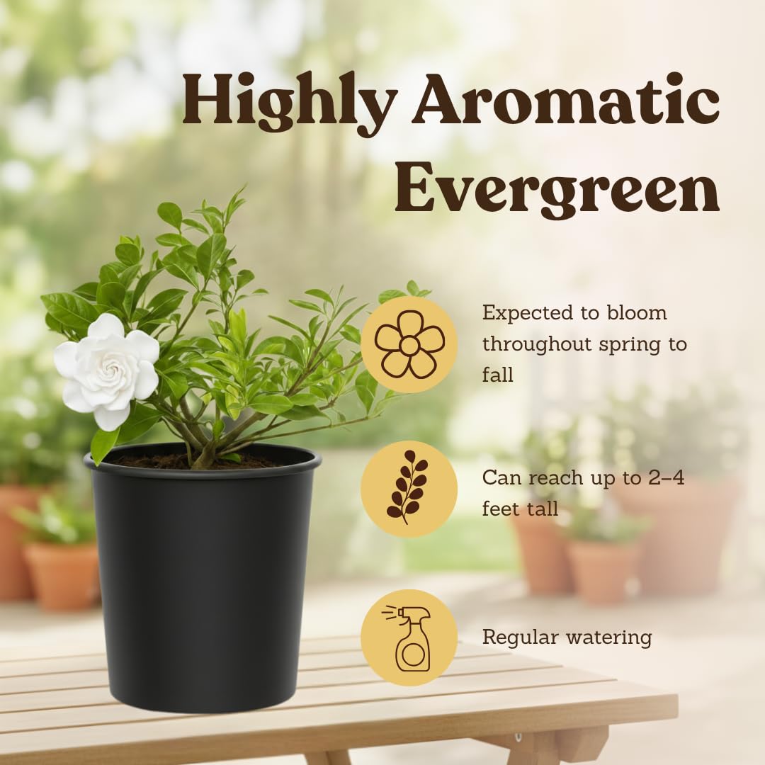 My Shelfie – Gardenia Jasminoides ‘Veitchii’, 1-Gallon Live Fragrant White Flowering Evergreen Shrub for Outdoor Garden, Patio Containers, and Landscape Planting (2)